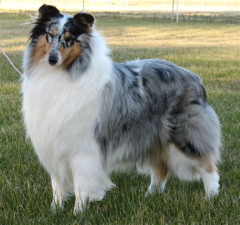 Learn a little bit about First Harmony . . Blue merle rough collie for sale near illinois